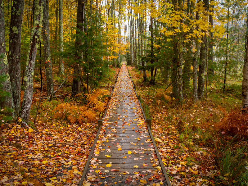 Glamping in Bar Harbor Maine Trail