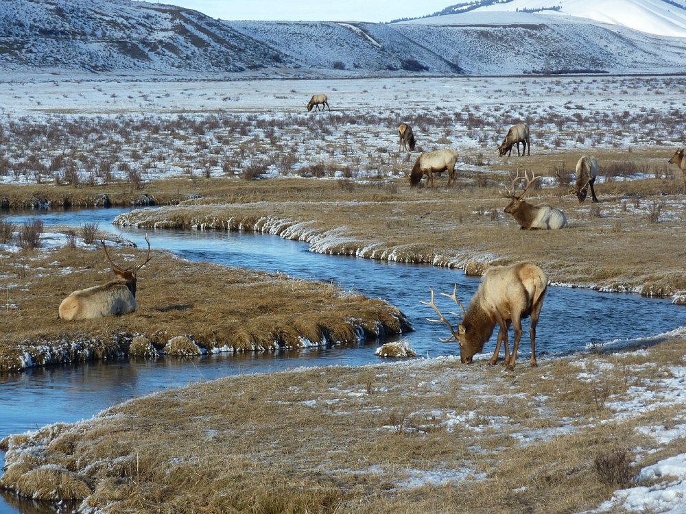 National Elk Refuge Creek