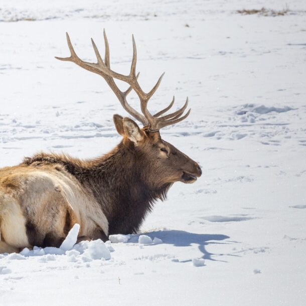 National Elk Refuge Jackson Hole Wyoming Feature