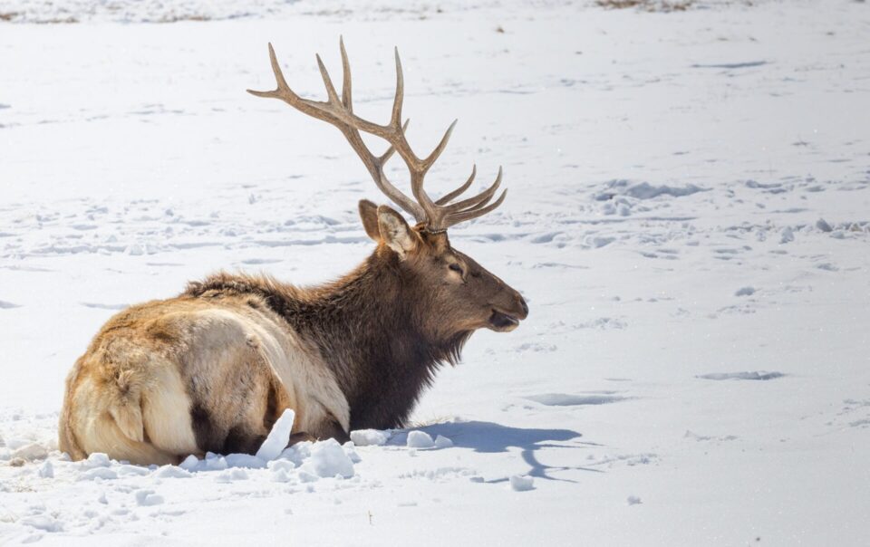 National Elk Refuge Jackson Hole Wyoming Feature