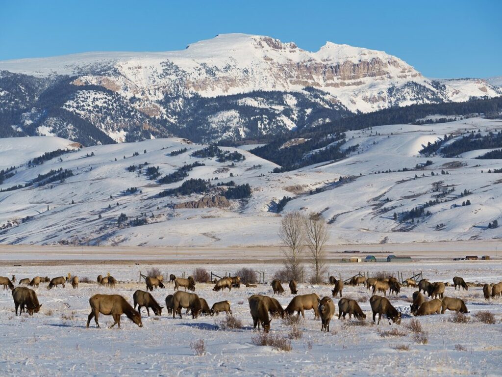 National Elk Refuge Jackson Hole Wyoming