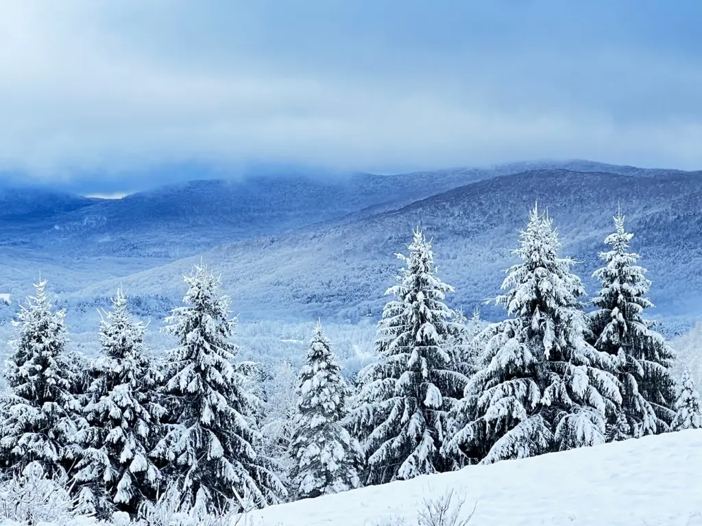 Snow-covered evergreen trees on a hillside with rolling, snow-dusted mountains in the Catskills.