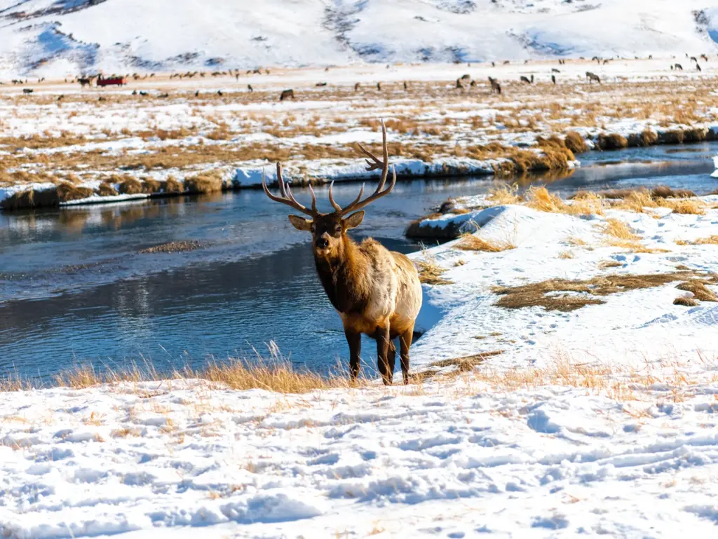 Bull elk with large antlers standing by a river in the snowy landscape of the National Elk Refuge in Jackson Hole