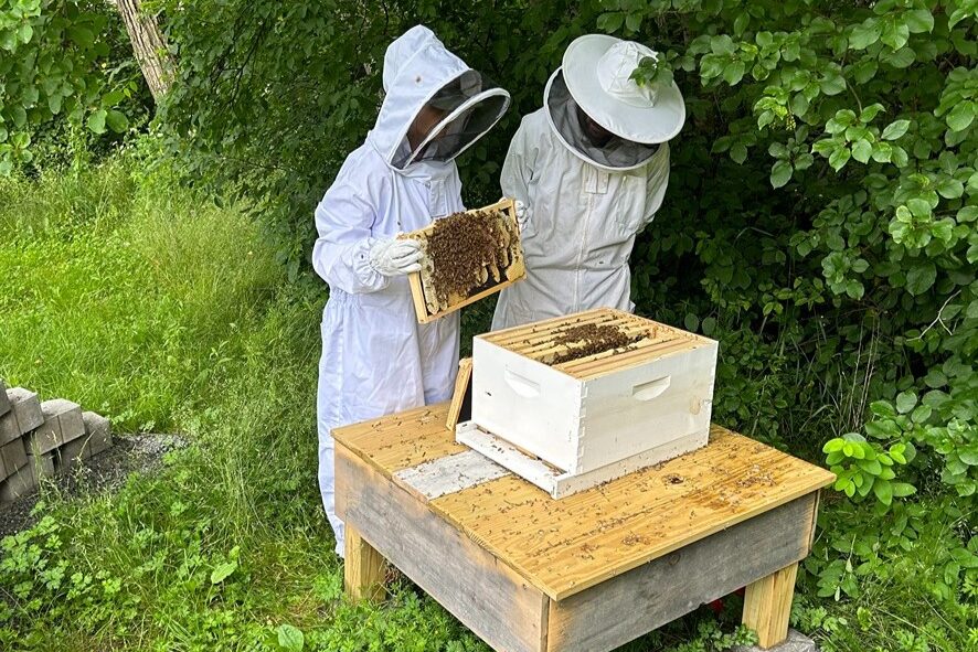 Terramor Bee Apiary