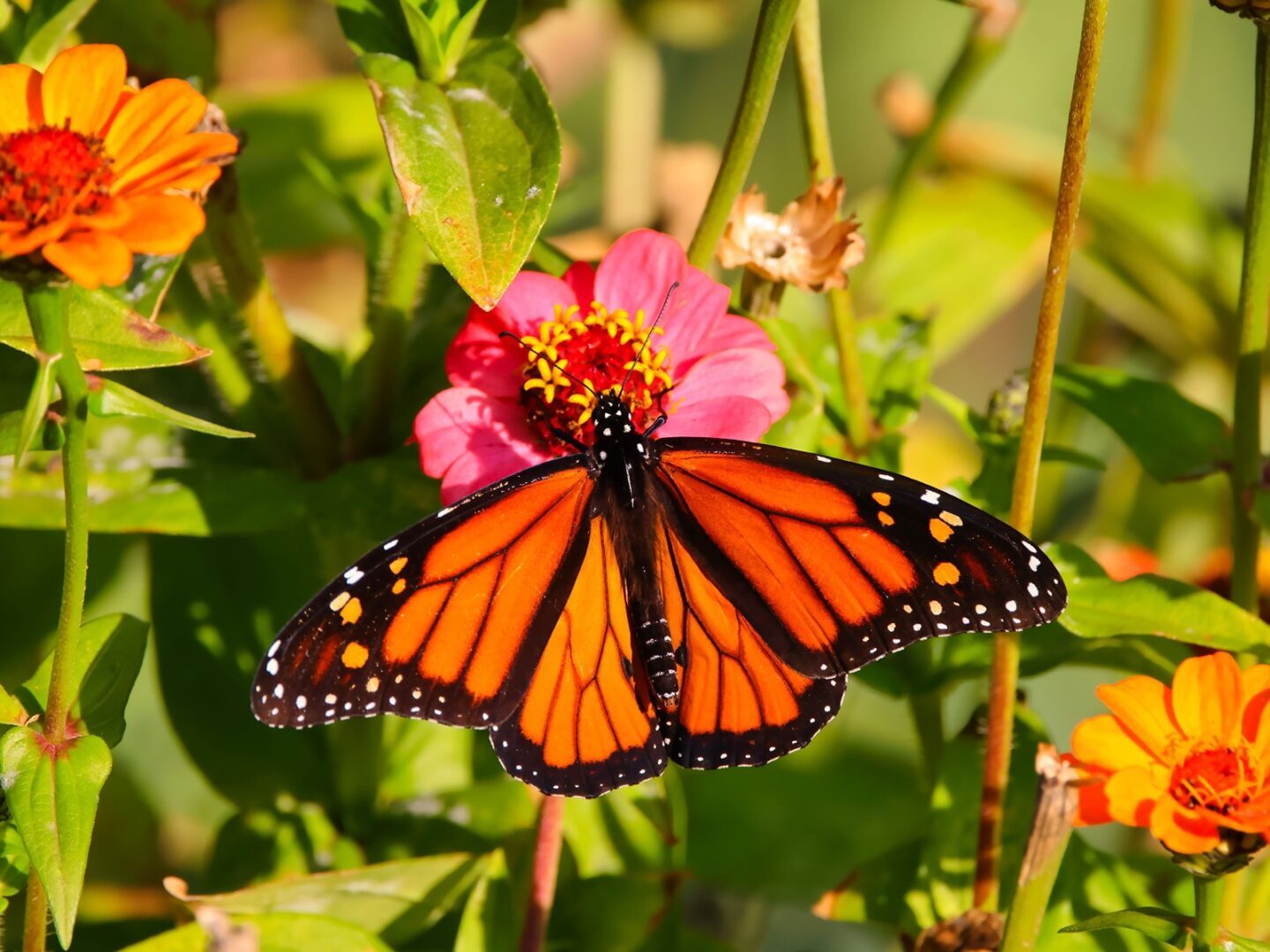 Monarch Butterfly