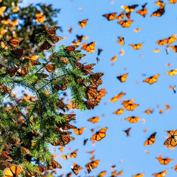 Wimberley Texas Butterfly Festival Feature