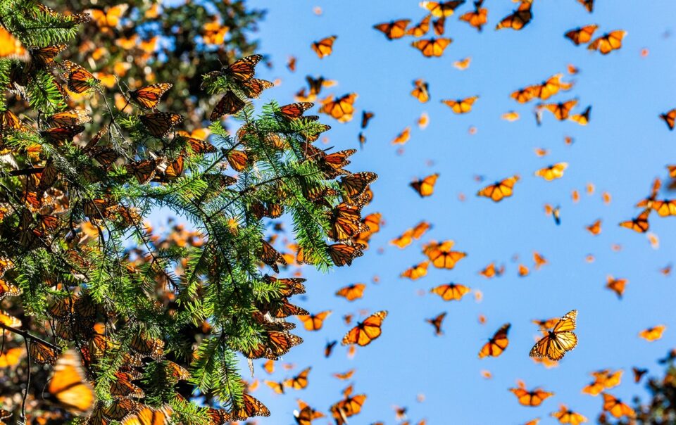 Wimberley Texas Butterfly Festival Feature