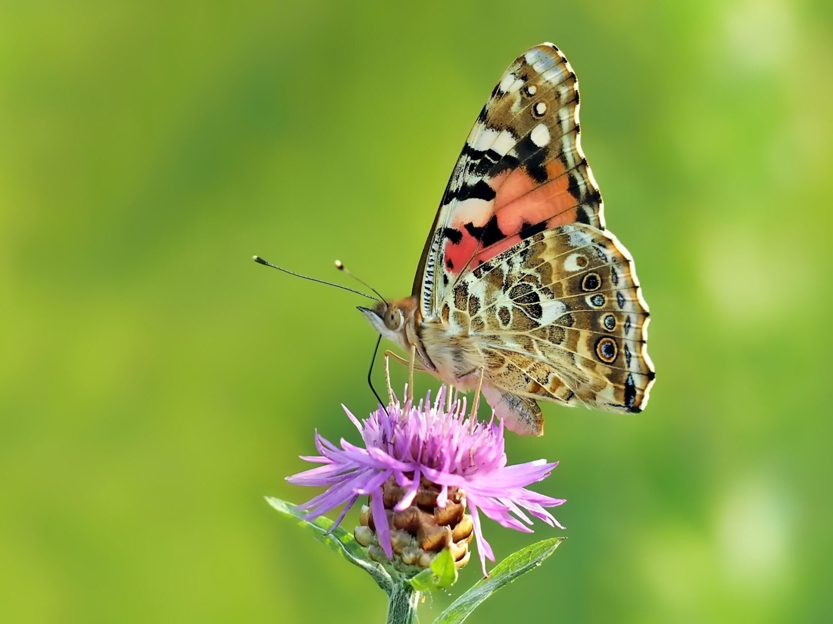 Wimberley Texas Butterfly Festival Painted Lady