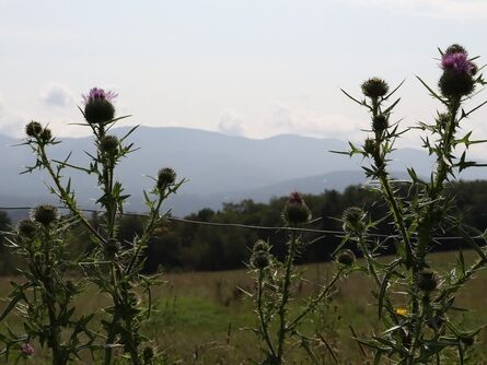 Spring Break Road Trip: Stowe Wildflowers