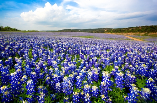 Bluebonnets Texas Hill Country
