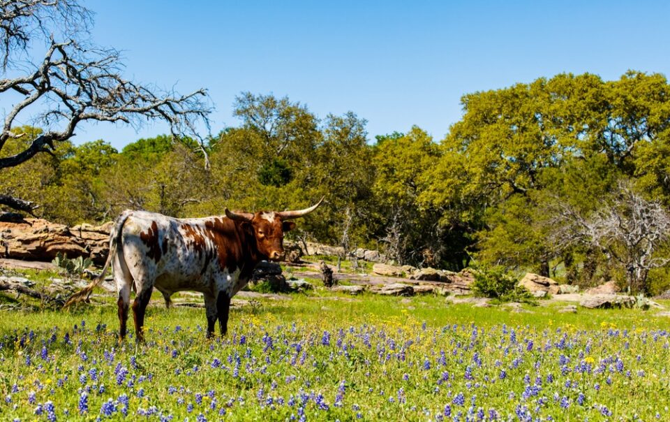 Best Places to Visit in March USA