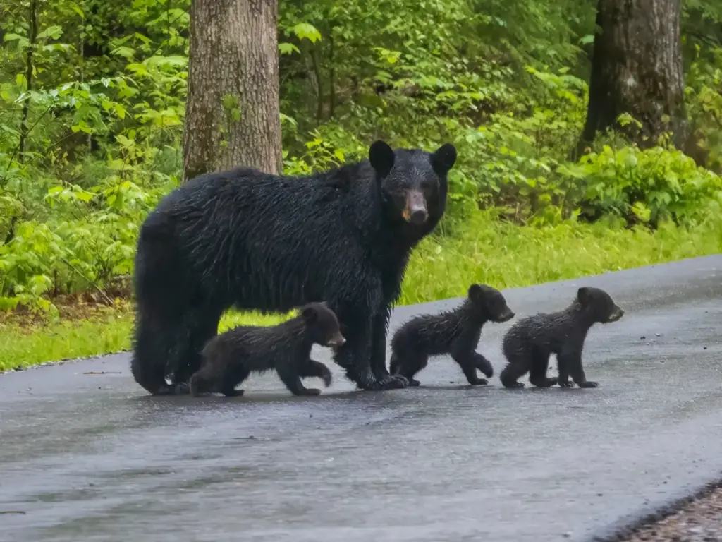 Black Bears