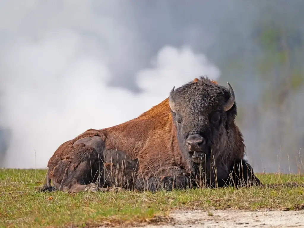 Bison in Yellowstone