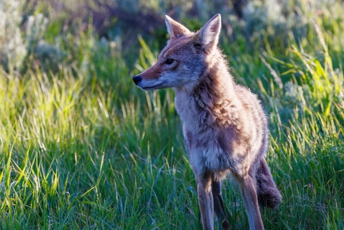 Where to Go for Easter Break: Jackson Hole Wildlife