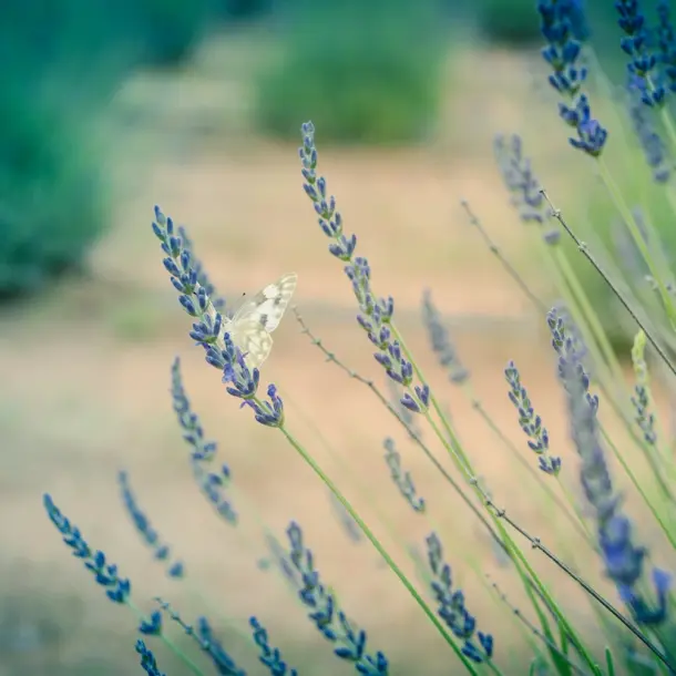 Lavender Festival Fredericksburg Feature