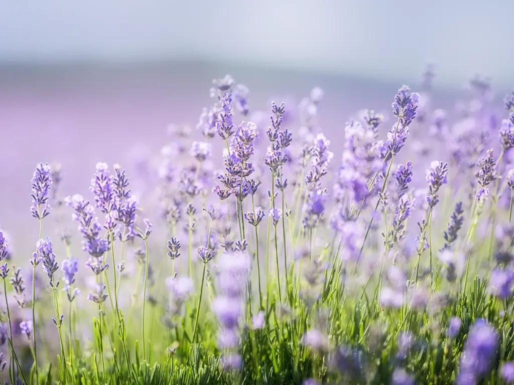 Lavender Festival Fredericksburg - Flowers