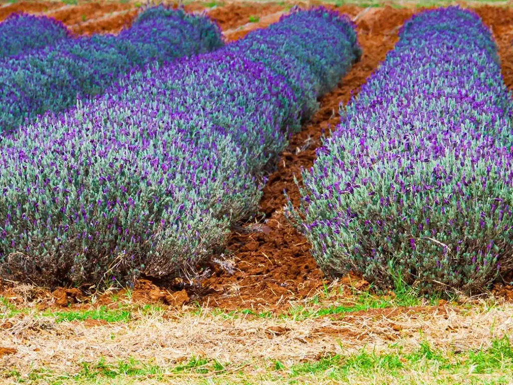 Lavender Fields at Vineyard