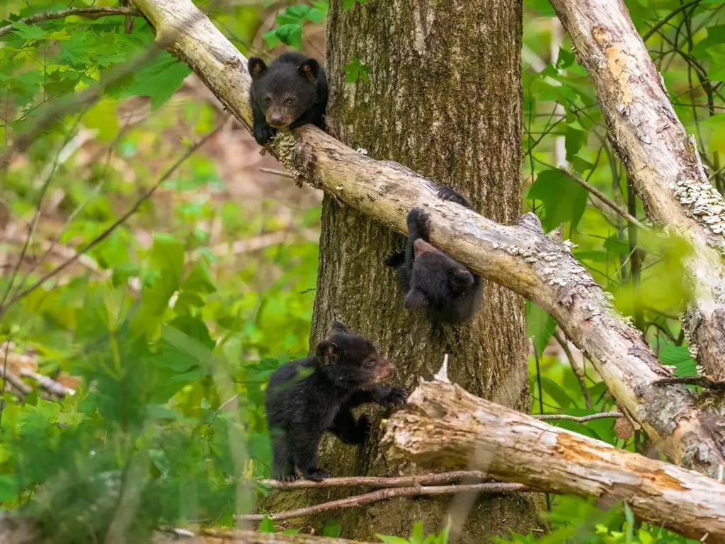 Bear Cubs in Great Smoky Mountains