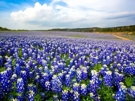 Bluebonnets Texas Hill Country