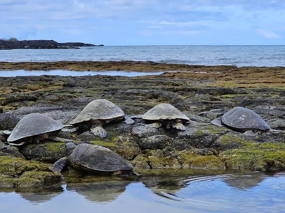 Kaloko-Honokohau National Historical Park Turtles