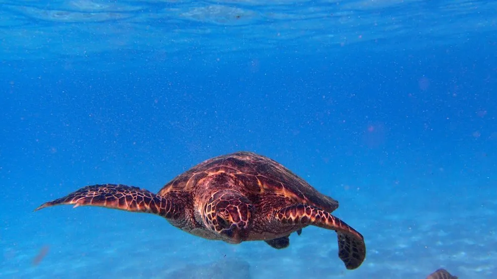 Manini Owali Beach Sea Turtle
