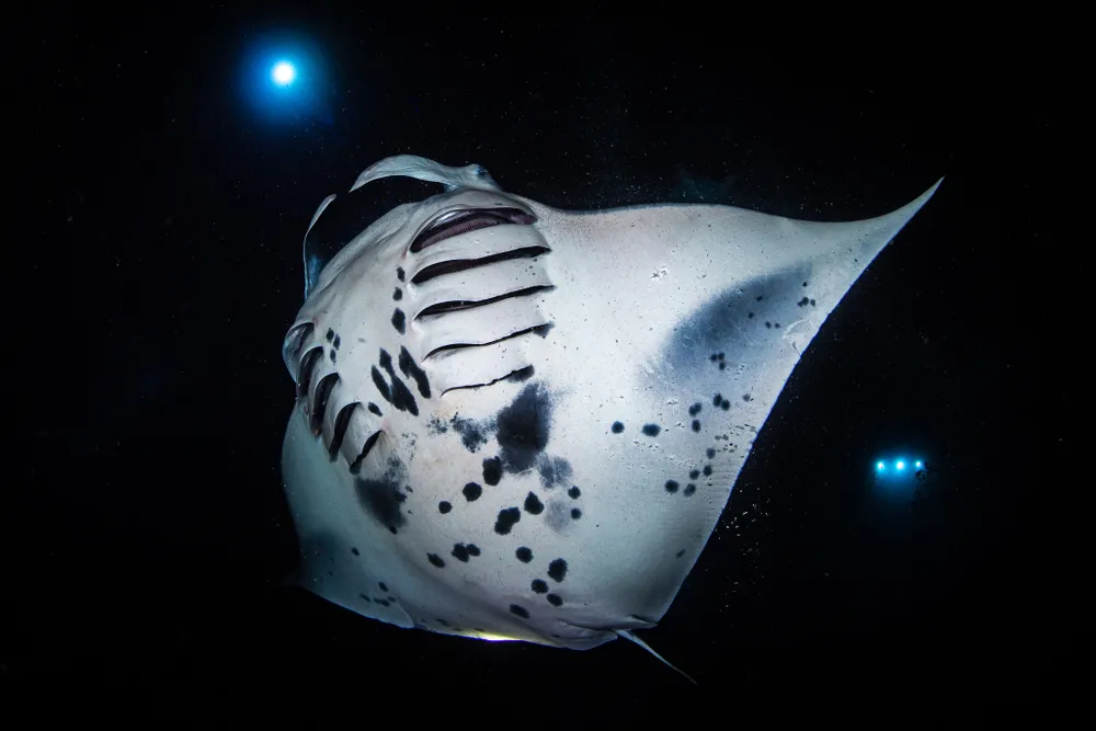 Manta Ray Night Snorkel