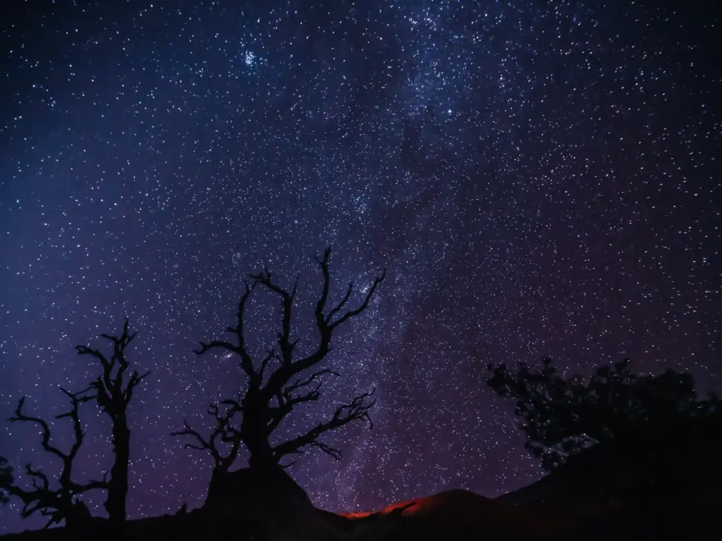 A starry night sky filled with bright stars, silhouetted trees in the foreground.