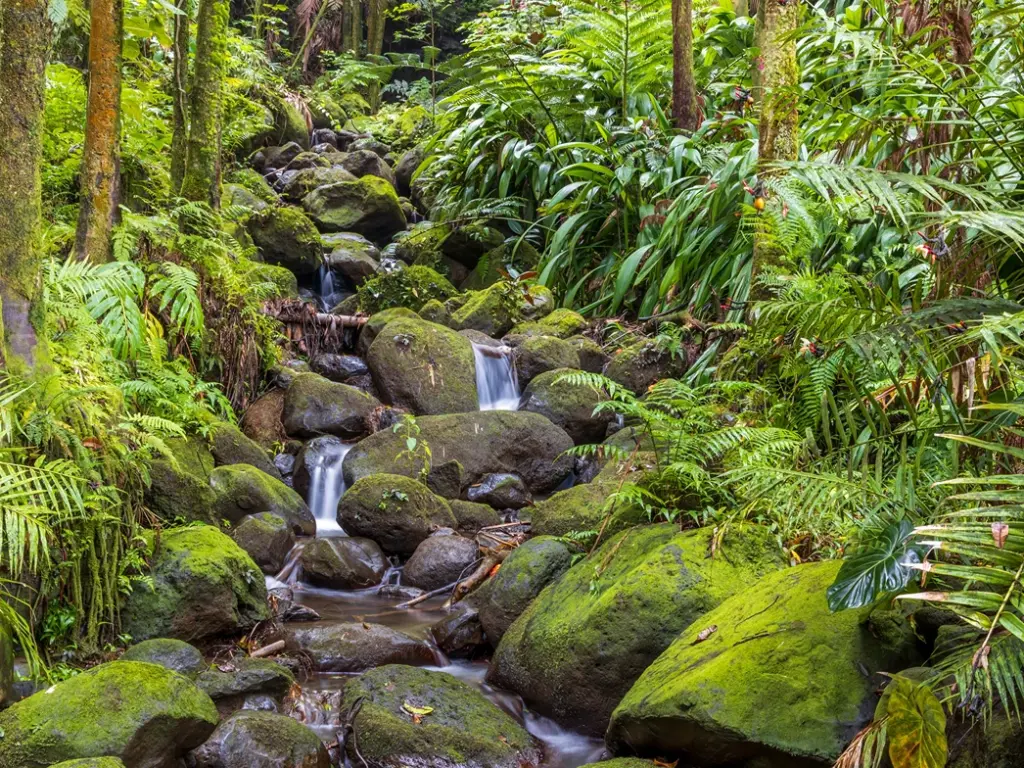 A mossy stream flowing over rocks in a lush green forest, surrounded by ferns.