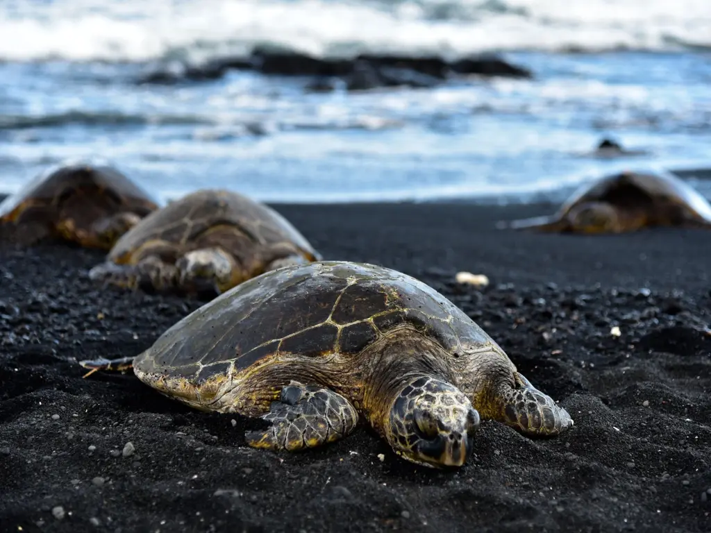 Three sea turtles resting on black sand beach with ocean waves in background.