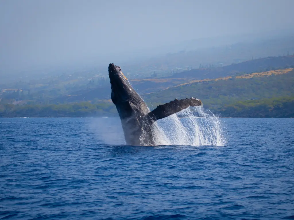 A humpback whale breaching the ocean surface, creating a splash with its tail. Best time to visit Big Island
