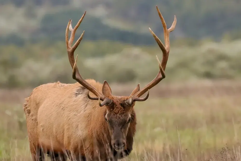 Epic Vacation Ideas: Elk in Robbinsville North Carolina