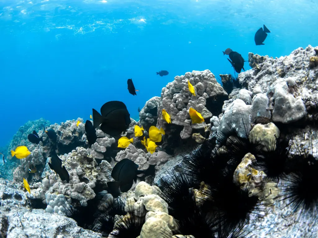 Colorful underwater scene with black and yellow fish swimming around coral reefs.