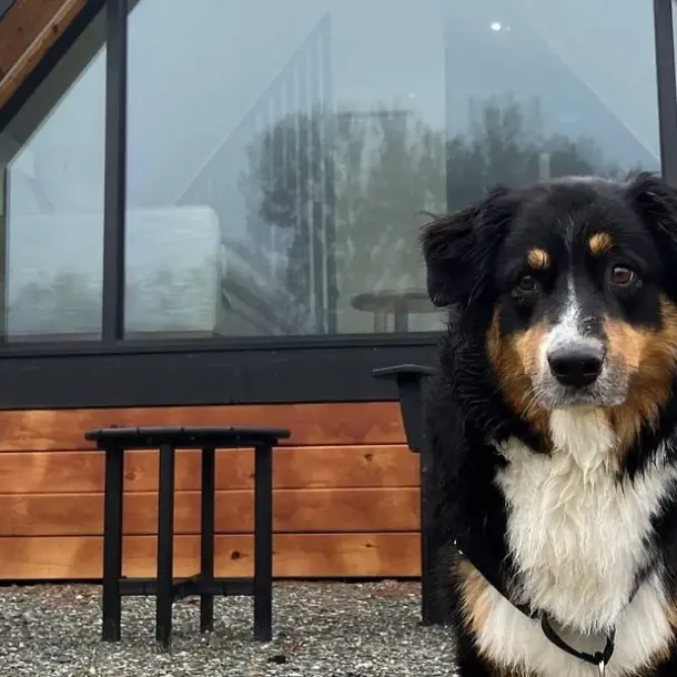 Dog Friendly Boutique Hotels Vermont