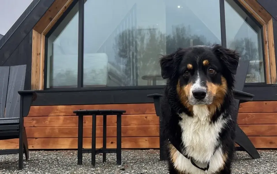 Dog Friendly Boutique Hotels Vermont