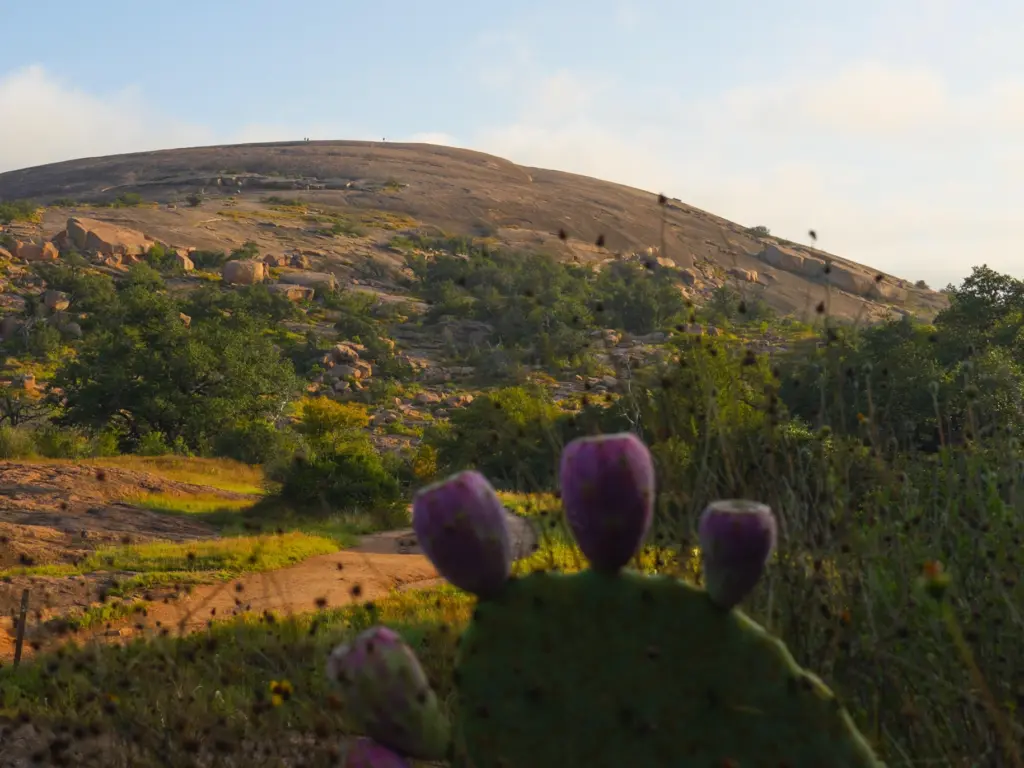A cactus with purple fruit sits before the massive dome of Enchanted Rock on a scenic texas travel itinerary.