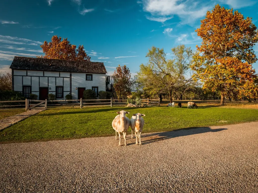 Goats in Texas Hill Country in Fall