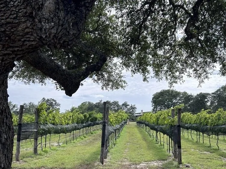 Best Time to Visit Texas for Seventh Son Vineyards