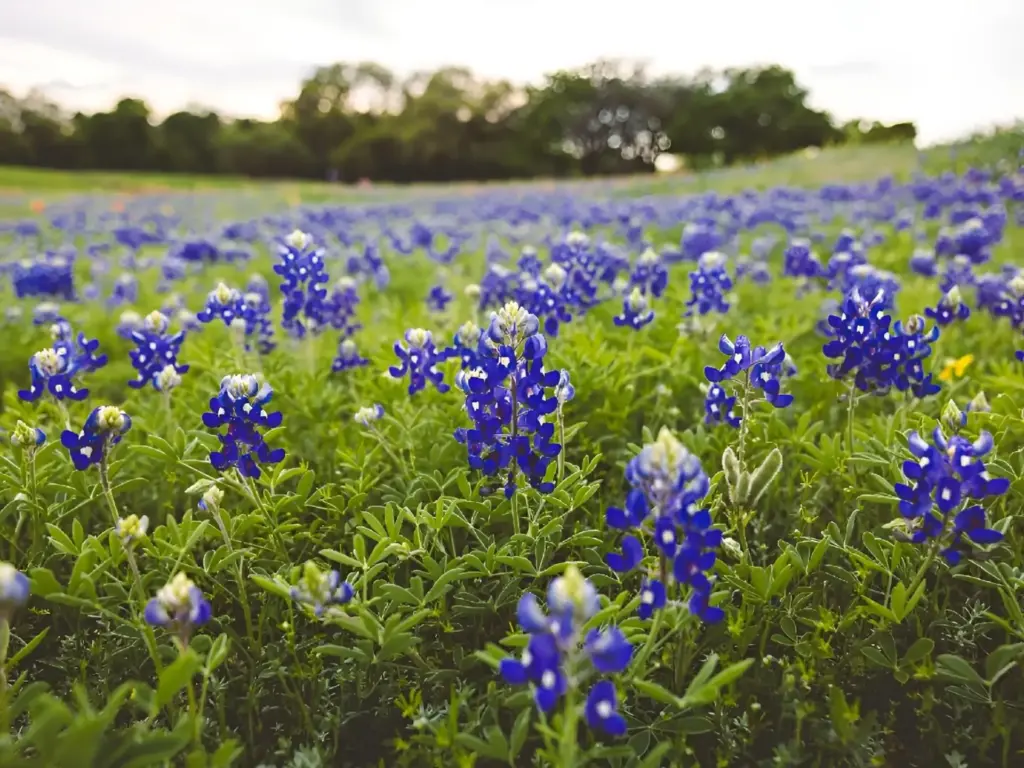 Best Time to Visit Texas for Texas Bluebonnets