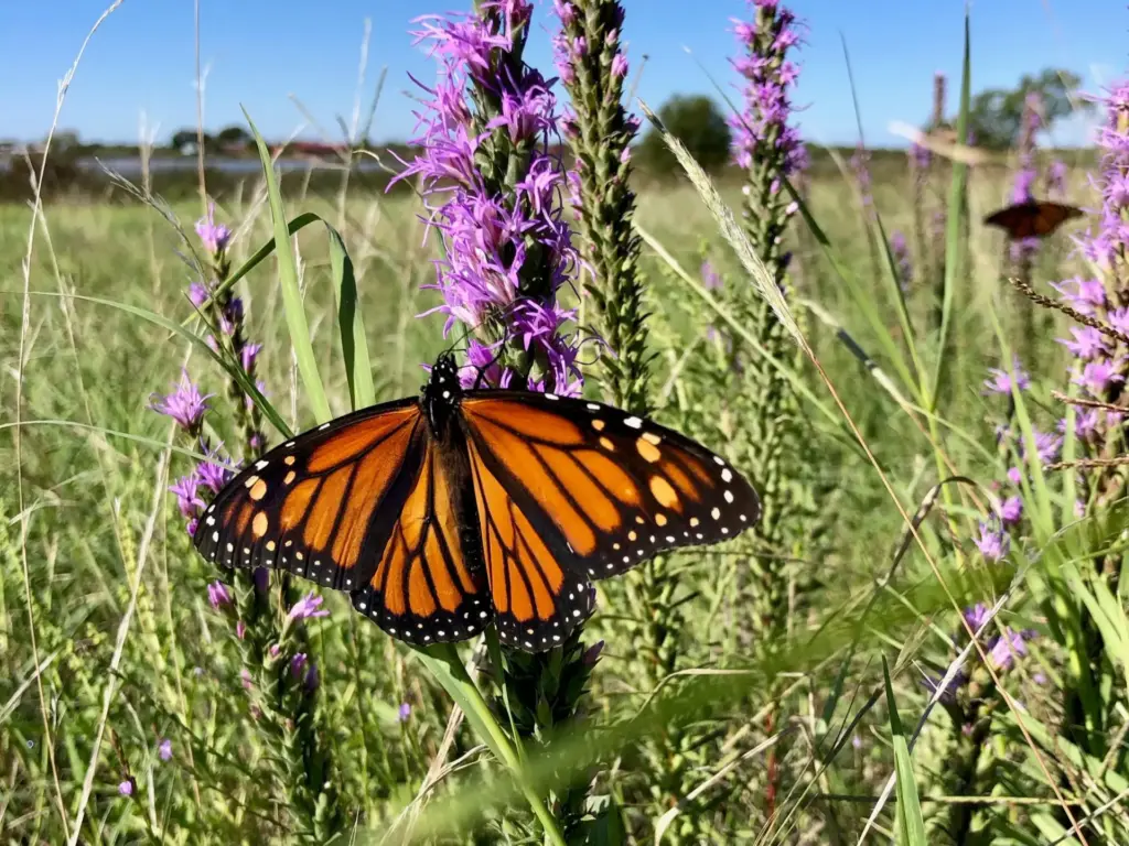Best Time to Visit Texas for Texas Butterflies