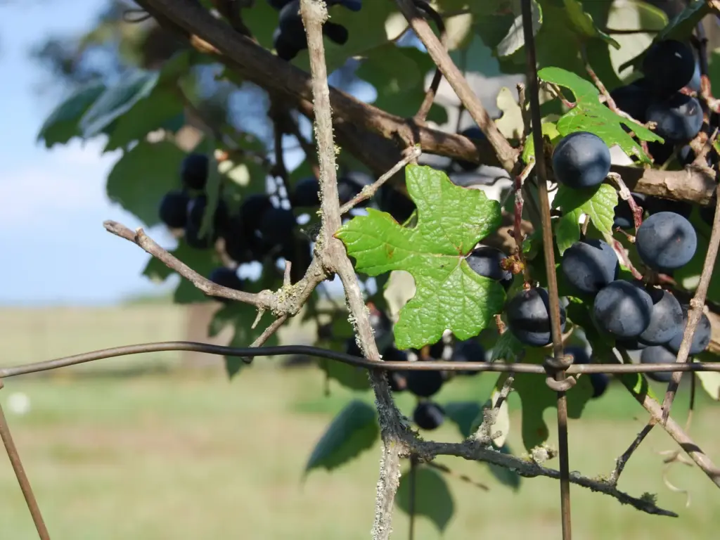 Ripe wine grapes on a vine at a vineyard, a scenic destination for a texas travel itinerary.