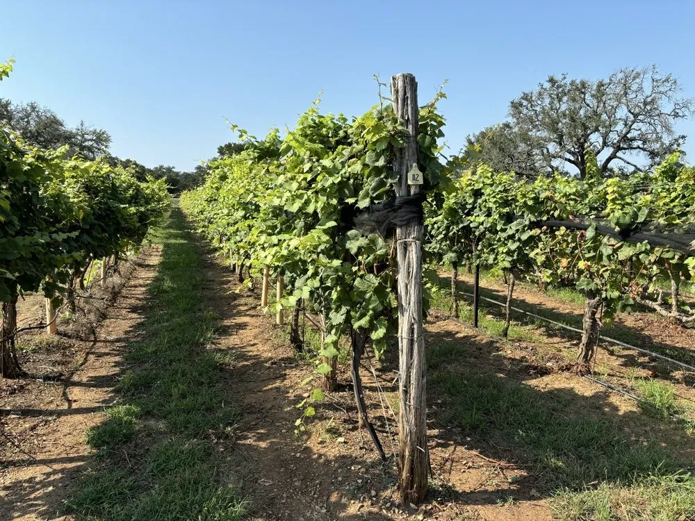 Best Time to Visit Texas for Vineyards in Frederickburg