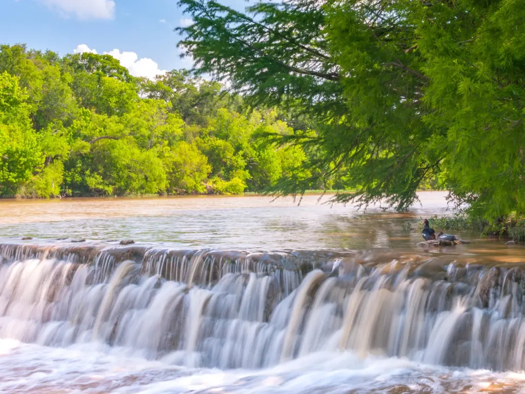 A wide, rushing waterfall on the blanco river with overhanging green tree branches and ducks on a rock.