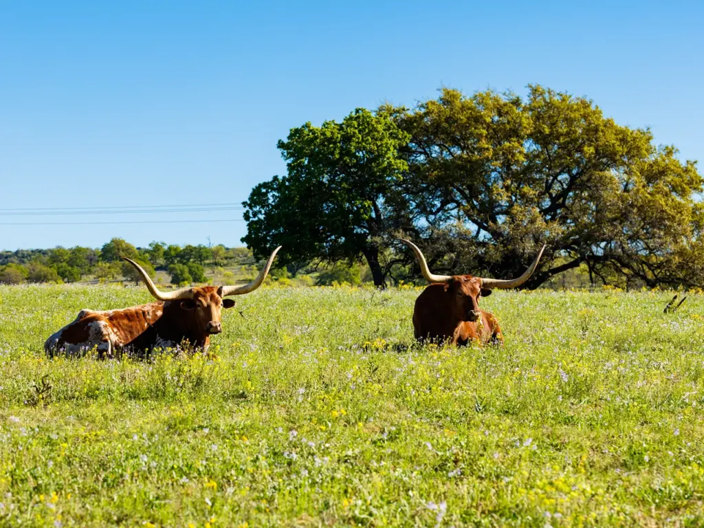 Two Texas Longhorn cattle resting in a sunny green wildflower pasture beneath spreading oak trees.