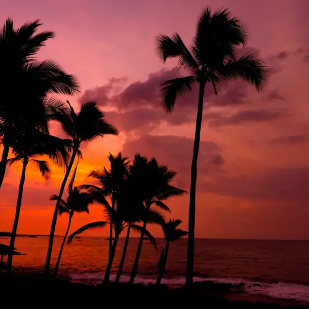 Silhouetted palm trees against a vibrant pink and orange sunset over the ocean.