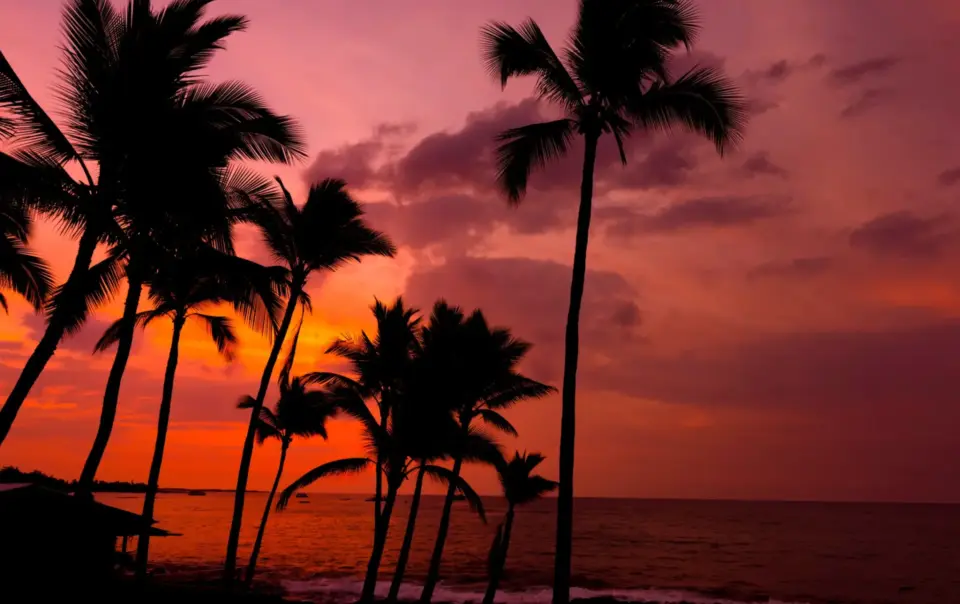 Silhouetted palm trees against a vibrant pink and orange sunset over the ocean.