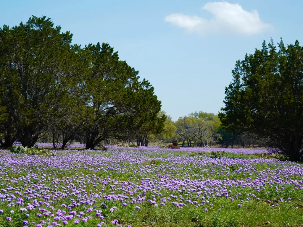Vibrant field of purple flowers blooming under a blue sky near the blanco river valley.