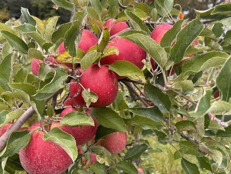 Apple Picking