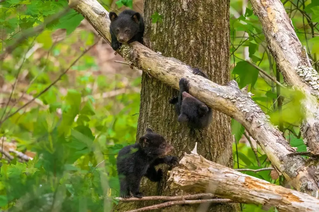 Family Vacation Ideas: Bear Cubs in Great Smoky Mountains