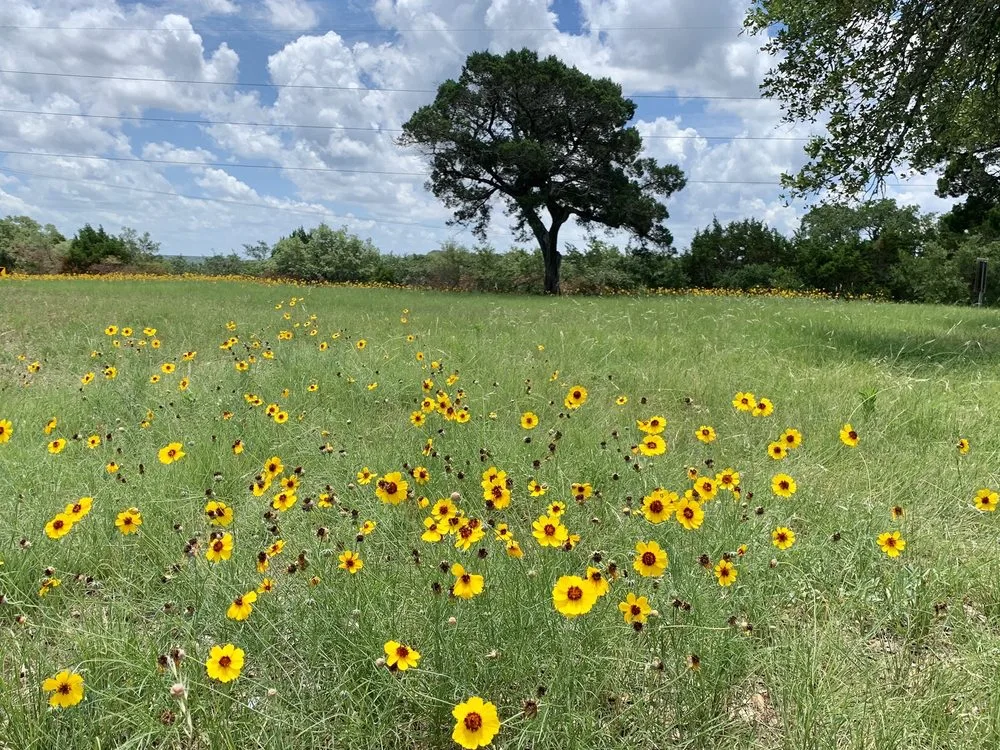 Yellow wildflowers line a highway on one of the best road trips in Texas, under oak trees and a partly cloudy sky.