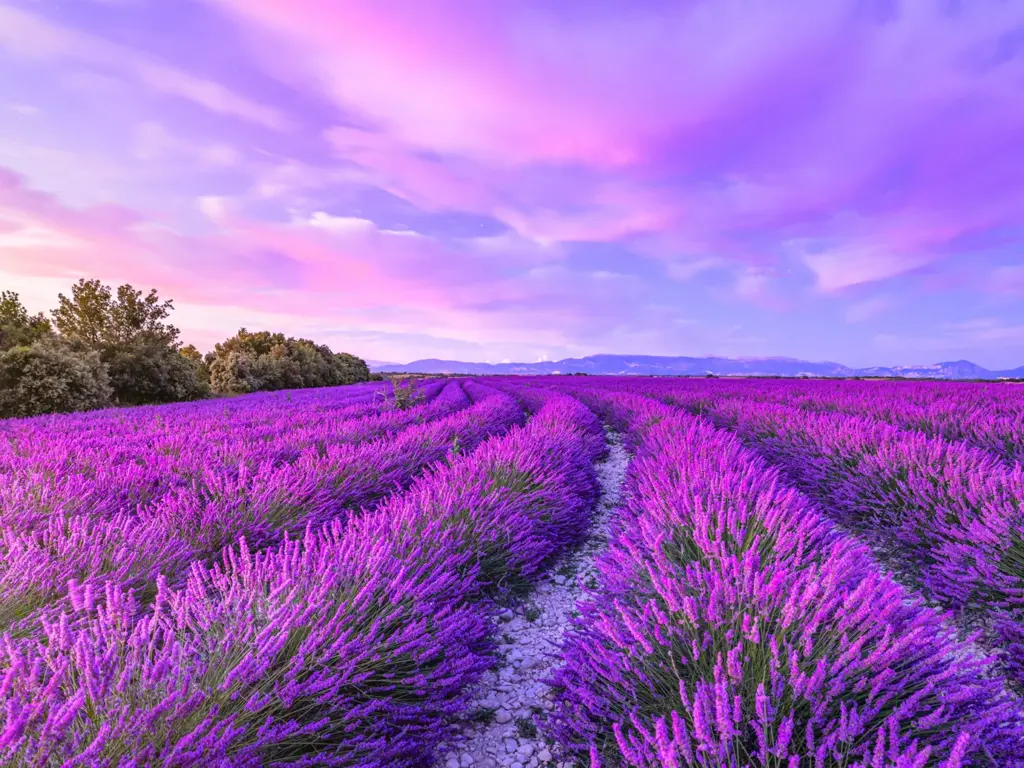 Rows of blooming purple lavender fields under a pink sunset, inspiring ideas for where to travel in august.